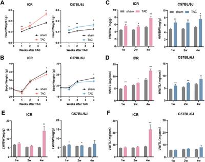 Evaluation of the transverse aortic constriction model in ICR and C57BL/6J mice